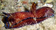Photo:B. & S. Koretz, see note in the Sea Slug forum